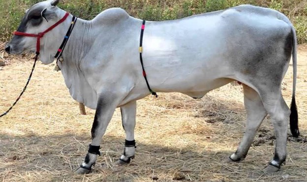 Sapi Ongole