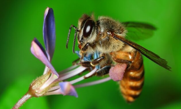 Apis Andreniformis