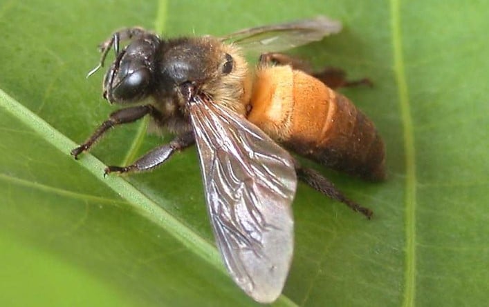 Mengenal Jenis Dan Produk Lebah  Madu Terlengkap