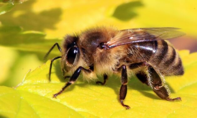 Apis Mellifera