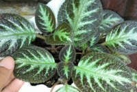 Cara Mudah Menanam Bunga Episcia Cupreata Bagi Pemula