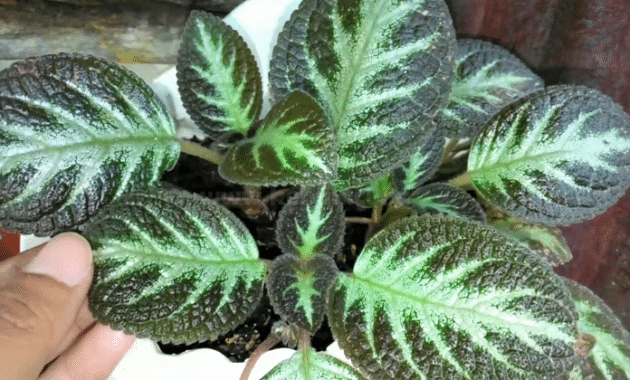 Cara Mudah Menanam Bunga Episcia Cupreata Bagi Pemula