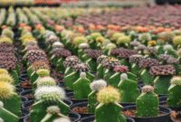 Cara Mudah Menanam Kaktus Mini Serta Merawatnya Bagi Pemula