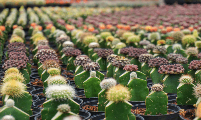 Cara Mudah Menanam Kaktus Mini Serta Merawatnya Bagi Pemula