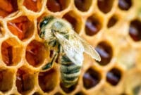 Mengenal Jenis dan Produk Lebah Madu