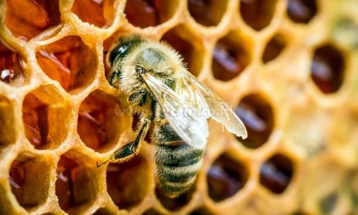Mengenal Jenis dan Produk Lebah Madu
