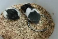Cara Beternak Hamster Panda Mudah Bagi Pemula