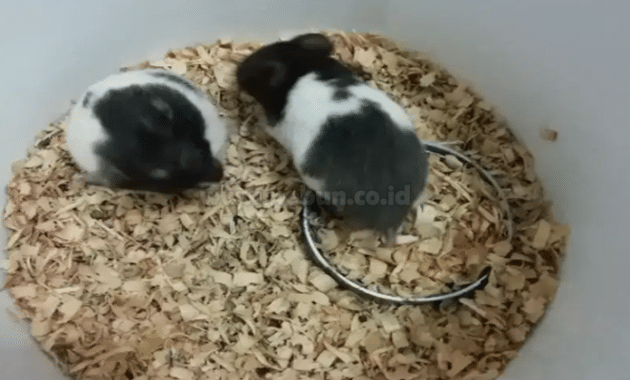 Cara Beternak Hamster Panda Mudah Bagi Pemula