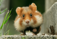 Cara Memelihara dan Merawat Hamster Yang Baik Bagi Pemula