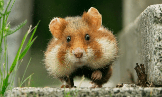 Cara Memelihara dan Merawat Hamster Yang Baik Bagi Pemula