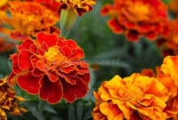 Marigold