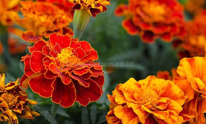 Marigold