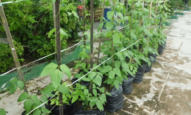 Panduan Cara Budidaya Kacang Panjang Dalam Polybag