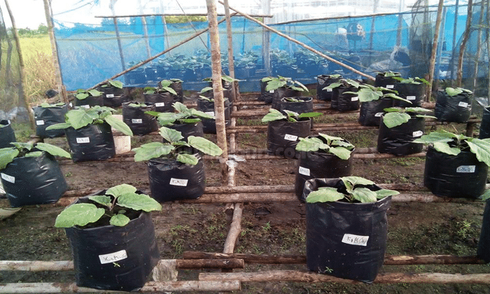 Panduan Cara Mudah Menanam Terong Di Polybag