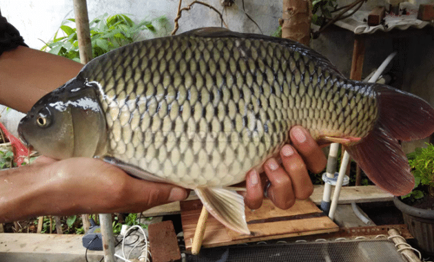 Panduan Lengkap Cara Budidaya Pembenihan Ikan Mas