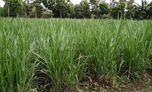 Panduan Menanam Rumput Gajah agar Cepat Tumbuh Lebat