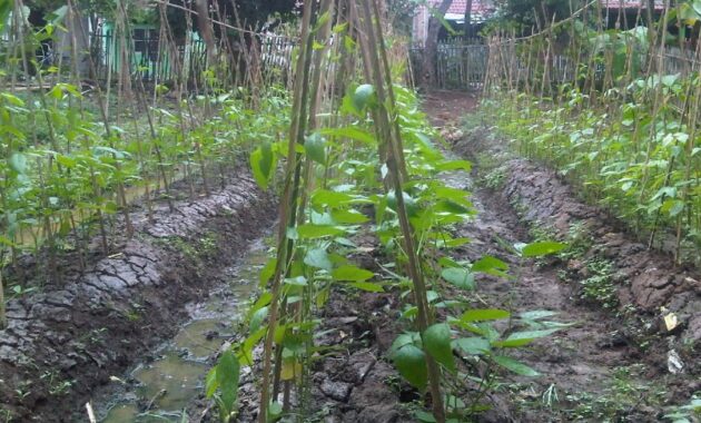 Penyulaman Tanaman Kacang Panjang