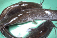 Berbagai Jenis Ikan Lele Budidaya Bagi Peternak