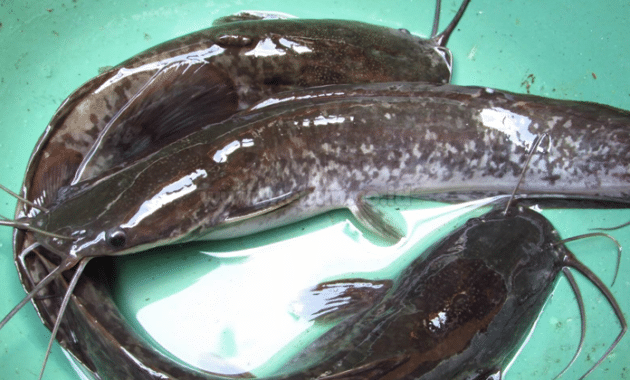 Berbagai Jenis Ikan Lele Budidaya Bagi Peternak