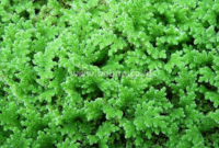 Azolla : Pengertian, Mengenal, Manfaat, Budidaya Dan Panen azolla