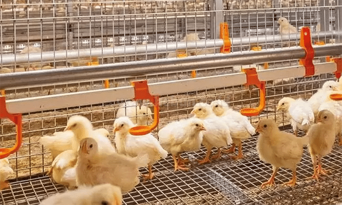 Cara Pemilihan Bibit Ayam