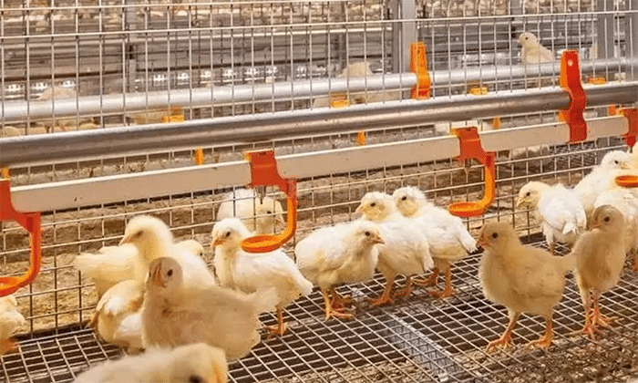 Cara Pemilihan Bibit Ayam Potong