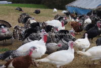 Kalkun : Pengertian Kalkun, Jenis Dan Sistem Budidaya Ayam Kalkun