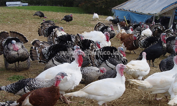 Kalkun : Pengertian Kalkun, Jenis Dan Sistem Budidaya Ayam Kalkun