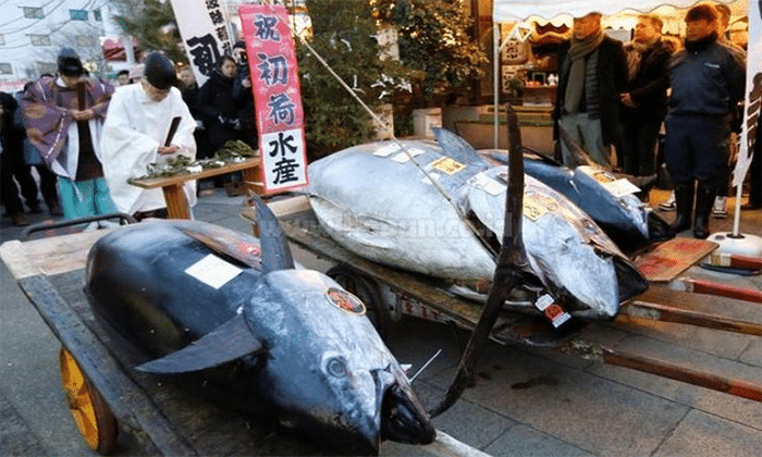 Jenis Ikan Tuna : Jenis, Ciri – Ciri, Jenis Ikan Tuna Yang Banyak di Konsumsi