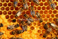 Budidaya Lebah Madu : Persiapan, Perawatan, Pengembalaan Dan Pemanenan