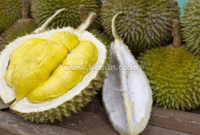 Cara Menanam Durian : Menyemai, Proses, Perawatan, Masa Panen Dan Kesimpulan