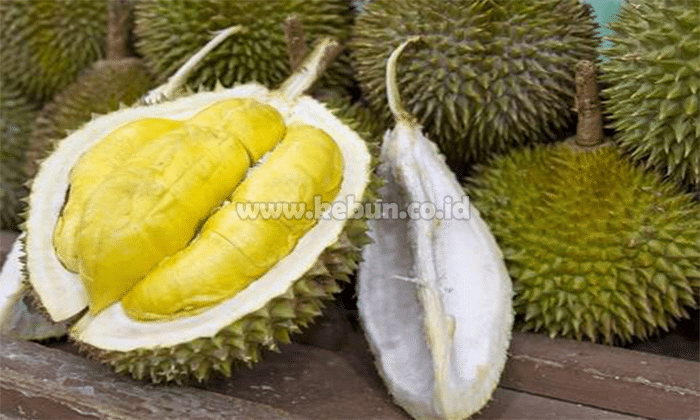 Cara Menanam Durian : Menyemai, Proses, Perawatan, Masa Panen Dan Kesimpulan
