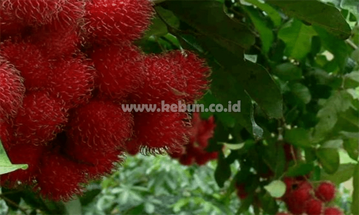 Cara Menanam Rambutan : Metode, Pemilihan, Pemeliharan dan Pemanenan