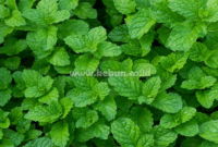 Manfaat Daun Mint : Isi Nutrisi, Meringankan, Mencegah, Melindungi Dan Mengolahnya