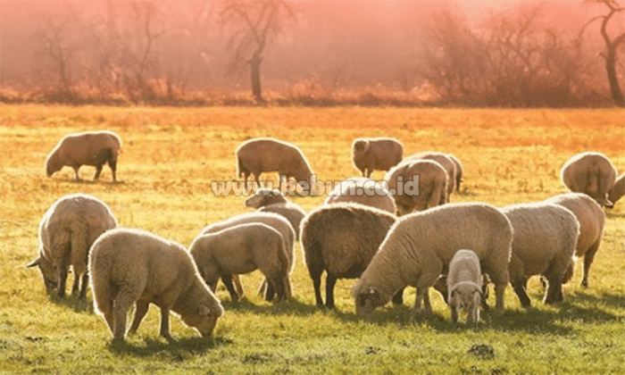 Ternak Domba : Memelihara, Membiakkan, Pakan Dan Perawatan