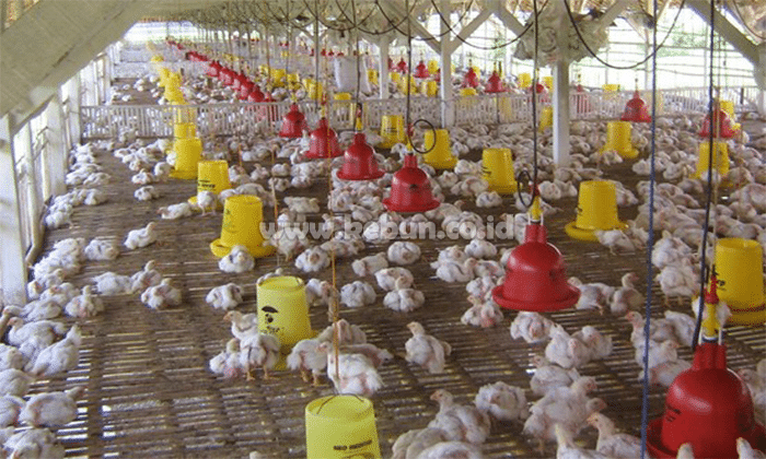 Cara Beternak Ayam Pejantan : Metode, Perawatan Dan Panen