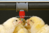 Cara Memberi Vaksin Pada Ayam