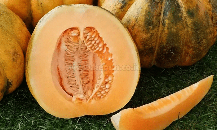 Cara Menanam Buah Blewah Agar Cepat Berbuah