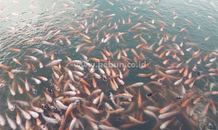 Cara Ternak Ikan Nila Kolam Terpal