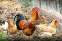 Habitat Ayam : Deskripsi, Jumlah Telur, Makanan, Predator Dan Bekisar