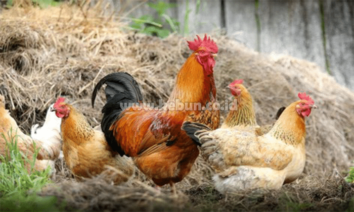  Habitat Ayam  Deskripsi Jumlah Telur Makanan 