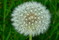 Panduan Cara Menanam Bunga Dandelion Dengan Benar