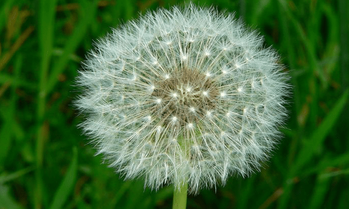 Panduan Cara Menanam Bunga Dandelion Dengan Benar