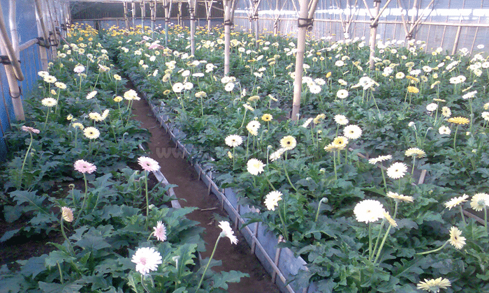 Panduan Cara Menanam Bunga Gerbera