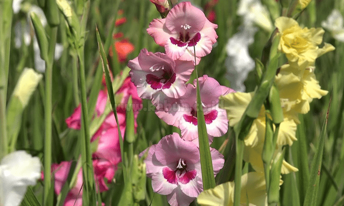 Panduan Cara Menanam Bunga Gladiol Agar Cepat Berbunga