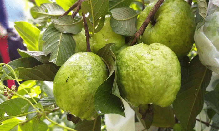 Panduan Singkat Cara Menanam Jambu Kristal