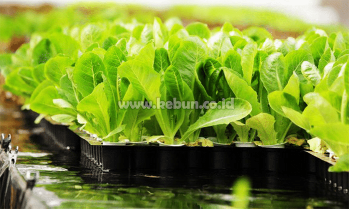 Sayuran Hidroponik : Kelebihan, Kekurangan Dan Jenis Sayuran Hidroponik