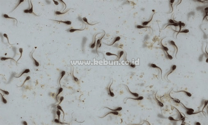 Cara Merawat Larva Lele Di Kolam Terpal