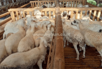 Cara Ternak Kambing Modern