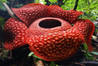 Mengenal Tentang Bunga Rafflesia Arnoldi